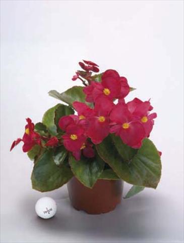 Photo de variété de fleurs à utiliser comme: Pot, Plante à massif, patio, Suspension Begonia x benariensis BIG Red Green Fogliage