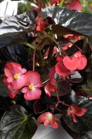 Photo de variété de fleurs à utiliser comme: Pot et Plante à massif Begonia x benariensis BIG Scarlet Bronze Leaf