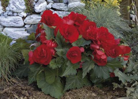 Photo de variété de fleurs à utiliser comme: Pot, Plante à massif, patio, Suspension Begonia tuberosa Go Early F1 Red