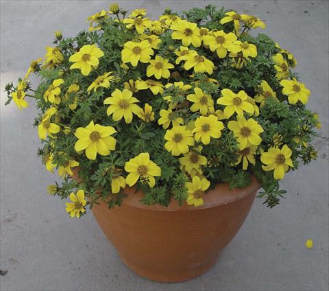 Photo de variété de fleurs à utiliser comme: Pot, Plante à massif, patio Bidens ferulifolia Golddust Yellow