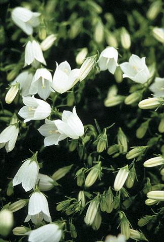 Photo de variété de fleurs à utiliser comme: Plante à massif/ plante de bordure Campanula cochleariifolia Bavaria White
