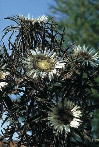 Photo de variété de fleurs à utiliser comme: Plante à massif/ plante de bordure Carlina acaulis Bronze