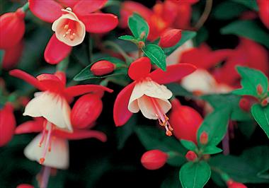 Photo de variété de fleurs à utiliser comme: Pot Fuchsia Shadowdancer™ Shirley