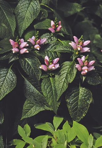 Photo de variété de fleurs à utiliser comme: Plante à massif/ plante de bordure Chelone lyonii Pink Temptation