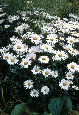 Photo de variété de fleurs à utiliser comme: Pot et Plante à massif Chrysanthemum maximum Brightside