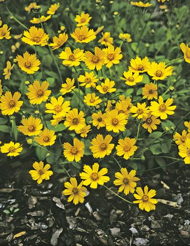 Photo de variété de fleurs à utiliser comme: Plante à massif/ plante de bordure Coreopsis auriculata f. nana Elfin Gold