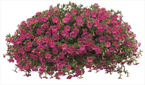 Photo de variété de fleurs à utiliser comme: Pot, Plante à massif, patio, Suspension Calibrachoa Callie® Coral Pink