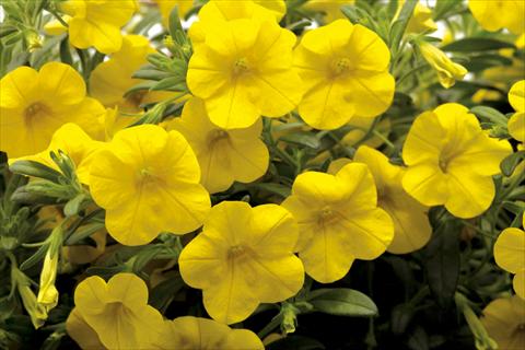 Photo de variété de fleurs à utiliser comme: Pot, Plante à massif, patio, Suspension Calibrachoa Callie® Deep Yellow