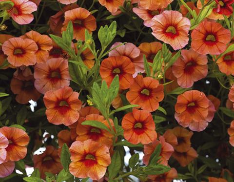 Photo de variété de fleurs à utiliser comme: Pot, Plante à massif, patio, Suspension Calibrachoa Callie® Orange
