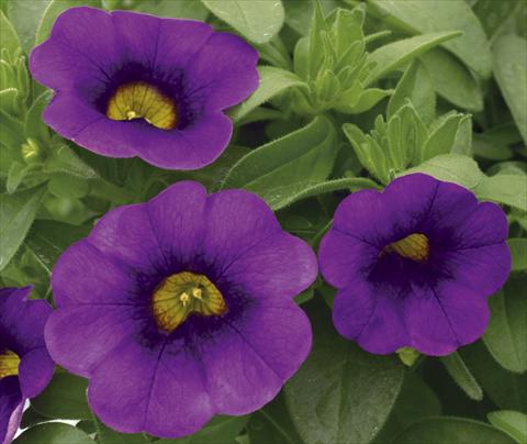 Photo de variété de fleurs à utiliser comme: Pot, Plante à massif, patio, Suspension Calibrachoa Callie® Purple 07