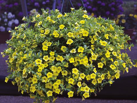 Photo de variété de fleurs à utiliser comme: Pot, Plante à massif, patio, Suspension Calibrachoa Callie® Yellow 08