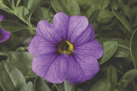 Photo de variété de fleurs à utiliser comme: Pot, Plante à massif, patio, Suspension Calibrachoa Callie® Light Blue