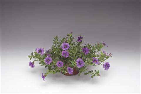 Photo de variété de fleurs à utiliser comme: Pot, Plante à massif, patio, Suspension Calibrachoa Callie® Light Blue