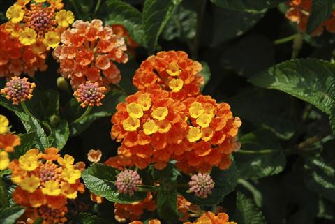 Photo de variété de fleurs à utiliser comme: Pot, Plante à massif, patio, Suspension Lantana camara TOP Calippo Mandarin