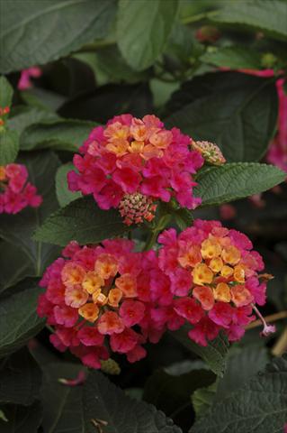 Photo de variété de fleurs à utiliser comme: Pot, Plante à massif, patio, Suspension Lantana camara TOP Calippo Pink
