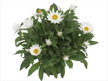Photo de variété de fleurs à utiliser comme: Pot et Plante à massif Helichrysum (Bracteantha) Dazette Satin