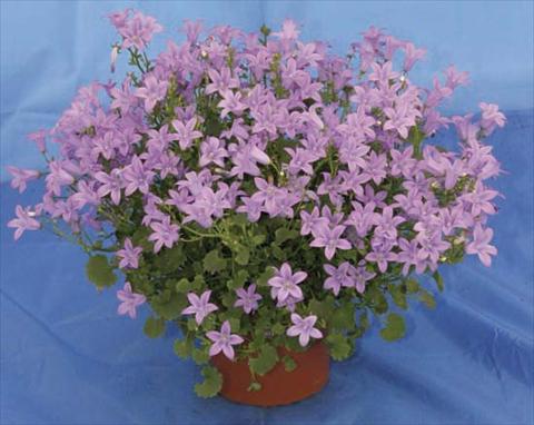 Photo de variété de fleurs à utiliser comme: Pot et Plante à massif Campanula portenschlagiana Catharina Improved