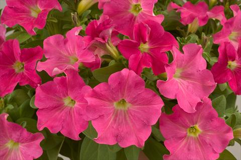 Photo de variété de fleurs à utiliser comme: Pot, patio, Suspension Petunia Candy Pink Ray