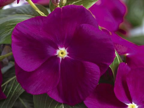 Photo de variété de fleurs à utiliser comme: Pot et Plante à massif Catharanthus roseus - Vinca Nirvana© Violet
