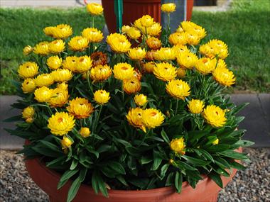 Photo de variété de fleurs à utiliser comme: Pot et Plante à massif Helichrysum (Bracteantha) Dazette Mambo