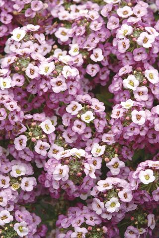 Photo de variété de fleurs à utiliser comme: Pot et Plante à massif Alyssum maritimum Clear Crystal Lavender Shades