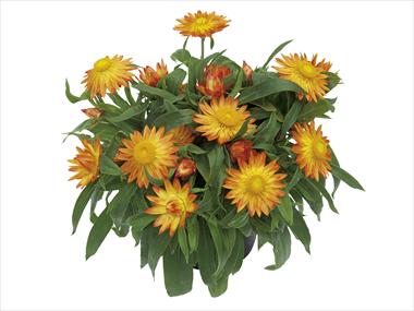 Photo de variété de fleurs à utiliser comme: Pot et Plante à massif Helichrysum (Bracteantha) Dazette Electra