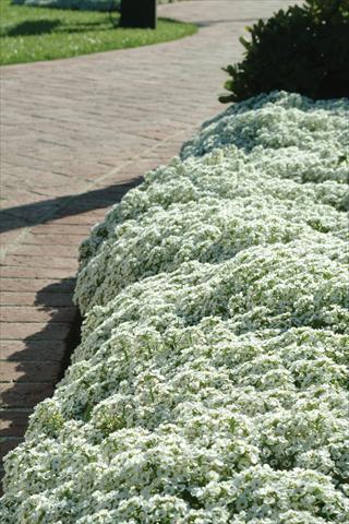 Photo de variété de fleurs à utiliser comme: Pot et Plante à massif Alyssum maritimum Clear Crystal White