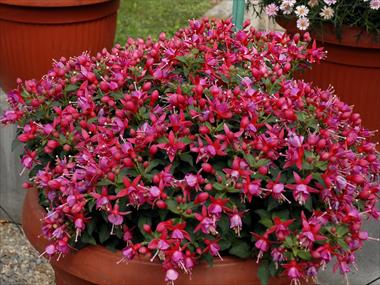 Photo de variété de fleurs à utiliser comme: Pot Fuchsia Shadowdancer™ Yollanda