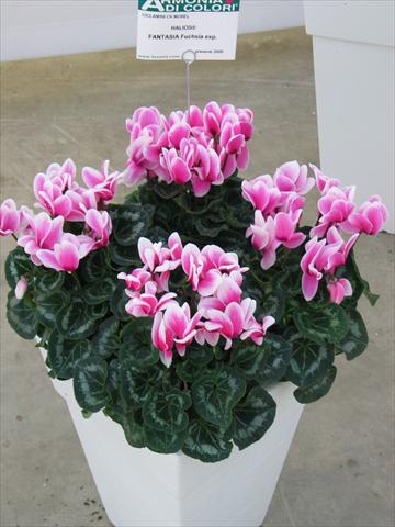 Photo de variété de fleurs à utiliser comme: Pot Cyclamen persicum Halios® Fantasia Fuchsia