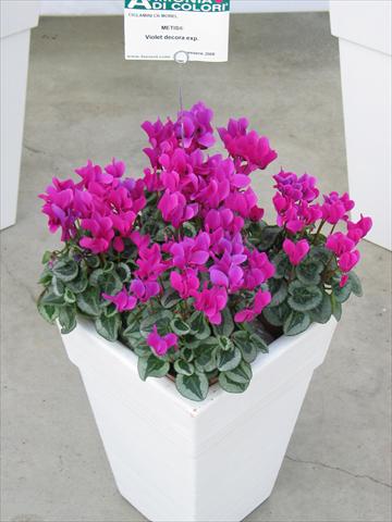 Photo de variété de fleurs à utiliser comme: Pot et Plante à massif Cyclamen persicum Metis® Violet Decora