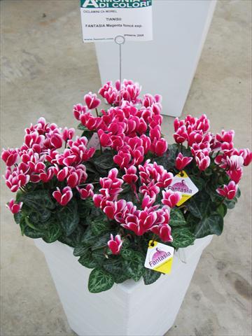 Photo de variété de fleurs à utiliser comme: Pot et Plante à massif Cyclamen persicum Tianis® Fantasia Magenta Foncé