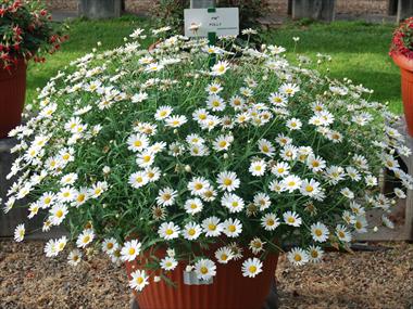 Photo de variété de fleurs à utiliser comme: Pot, Plante à massif, patio Argyranthemum Polly