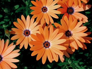 Photo de variété de fleurs à utiliser comme: Pot, Plante à massif, patio Osteospermum Orange Symphony