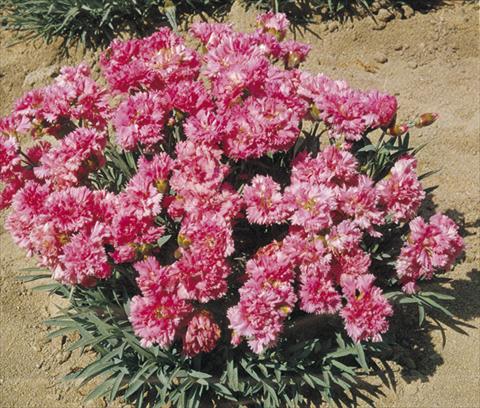 Photo de variété de fleurs à utiliser comme: Pot et Plante à massif Dianthus plumarius Pink Tones