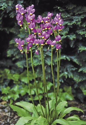 Photo de variété de fleurs à utiliser comme: Plante à massif/ plante de bordure Dodecatheon meadia Goliath
