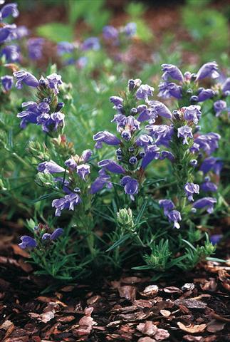 Photo de variété de fleurs à utiliser comme: Plante à massif/ plante de bordure Draocephalum argunense Fuji Blue