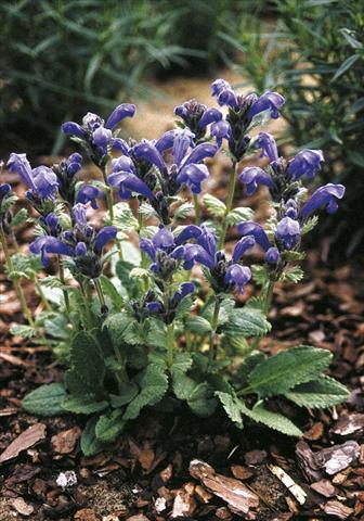 Photo de variété de fleurs à utiliser comme: Plante à massif/ plante de bordure Draocephalum grandiflorum Altai Blue