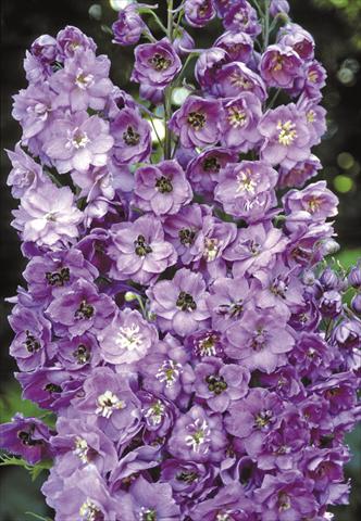 Photo de variété de fleurs à utiliser comme: Plante à massif/ plante de bordure Delphinium elatum New Millennium Series Blushing Brides