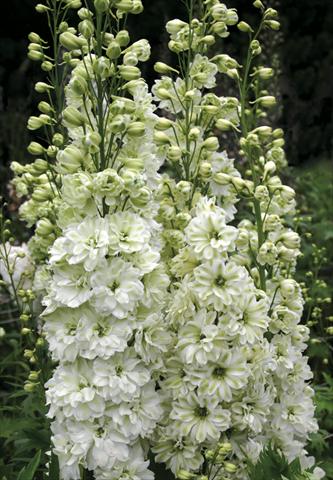 Photo de variété de fleurs à utiliser comme: Plante à massif/ plante de bordure Delphinium elatum New Millennium Series Green Twist