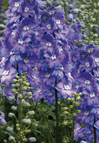 Photo de variété de fleurs à utiliser comme: Plante à massif/ plante de bordure Delphinium elatum New Millennium Series Morning Lights