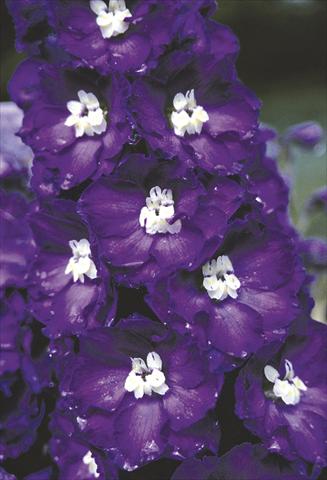 Photo de variété de fleurs à utiliser comme: Plante à massif/ plante de bordure Delphinium elatum New Millennium Series Purple Passion