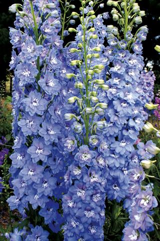 Photo de variété de fleurs à utiliser comme: Plante à massif/ plante de bordure Delphinium elatum New Millennium Series Sunny Skies