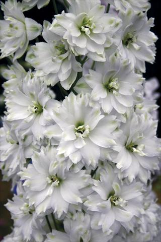 Photo de variété de fleurs à utiliser comme: Plante à massif/ plante de bordure Delphinium elatum New Millennium Series Double Innocence