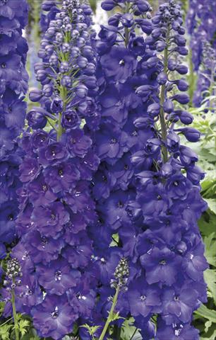 Photo de variété de fleurs à utiliser comme: Plante à massif/ plante de bordure Delphinium elatum New Millennium Series Pagan Purples