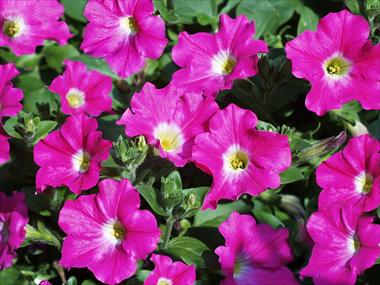 Photo de variété de fleurs à utiliser comme: Pot, patio, Suspension Petunia pendula Conchita Pink Kiss