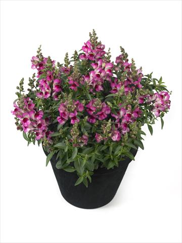 Photo de variété de fleurs à utiliser comme: Suspension / pot Antirrhinum majus Diana Lilac