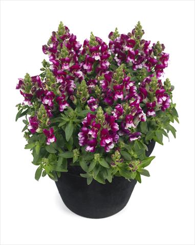 Photo de variété de fleurs à utiliser comme: Suspension / pot Antirrhinum majus Diana Purple White