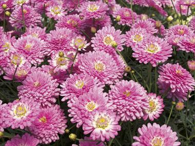 Photo de variété de fleurs à utiliser comme: Pot et Plante à massif Argyranthemum Pomponette Pink
