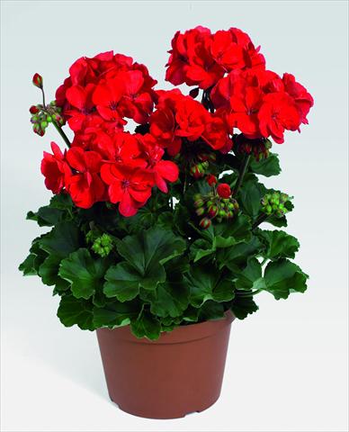 Photo de variété de fleurs à utiliser comme: Pot, Plante à massif, patio Pelargonium zonale RED FOX Savannah Red