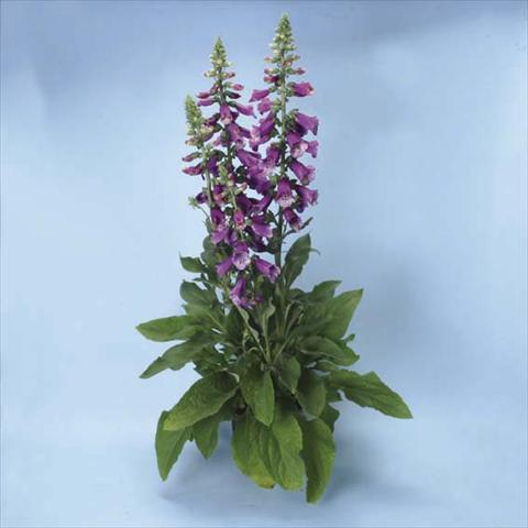 Photo de variété de fleurs à utiliser comme: Pot et Plante à massif Digitalis purpurea Dalmatian F1 Purple